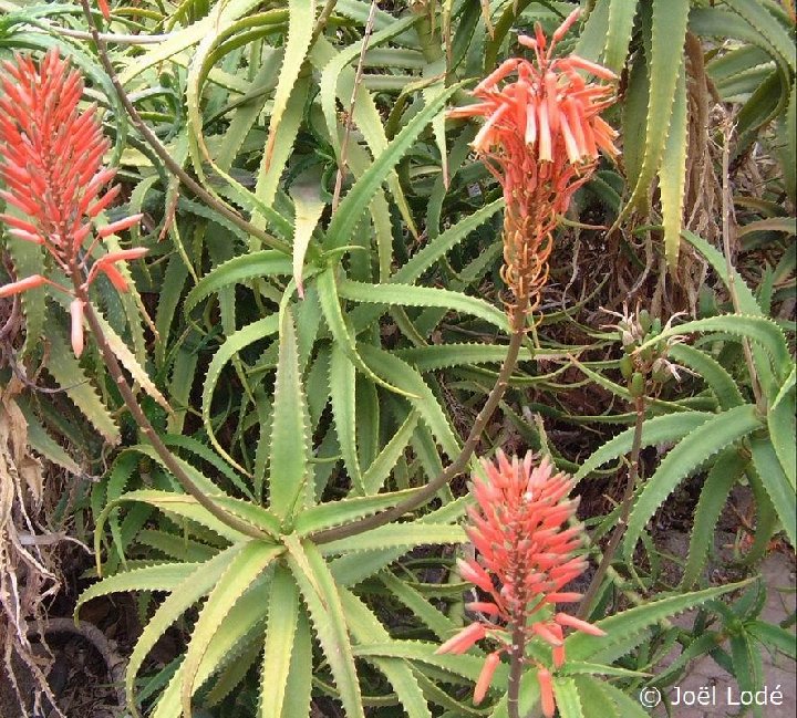 Aloe ngobitensis Dscf1940